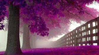 Purple Trees X Close
