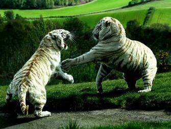 Baby White Tigers Wallpaper