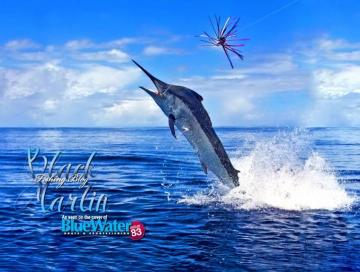 Marlin Fishing Wallpaper Agatha Adkins
