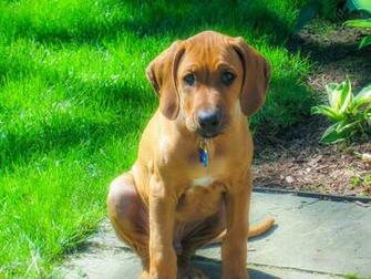 Rhodesian Ridgeback Wallpaper