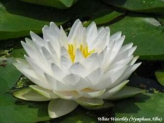 White Lotus HD Wallpaper