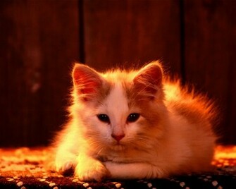 New Wallpaper For All Cat