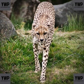 Cheetah iPad Wallpaper Yourwallpaper