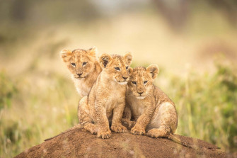 Baby Lion Background Wallpaper
