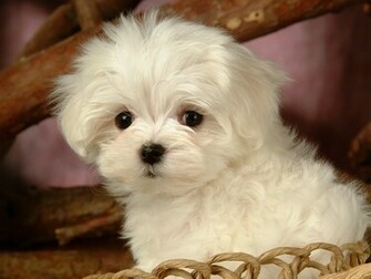 Puppy Dogs White Maltese Puppies Wallpaper No