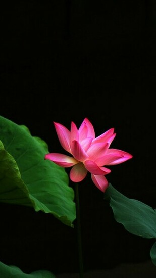 Red Lotus Flower Galaxy Note Wallpaper