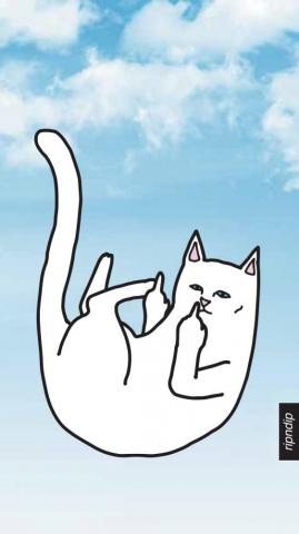 Zumiez Cat Wallpaper On