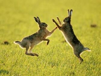 Hares Wallpaper
