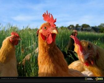 Chicken Farm Animals Wallpaper