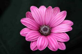 Pics Photos Flower Black Background Pink