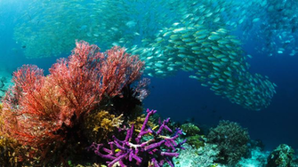 Wundersch Ne Fische Wallpaper F R Euren Desktop