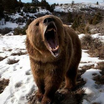 Blackberry iPad Brown Bear Roaring Screensaver For Kindle3 And Dx
