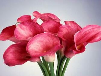 Lilies Flowers Wallpaper