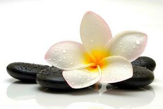Flower Spa Drops Stone Plumeria Wallpaper