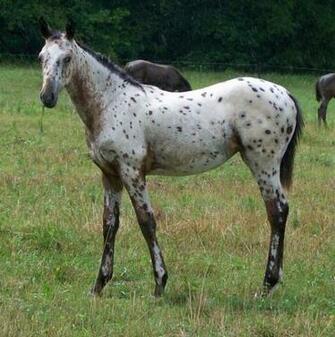 Maine Appaloosa Best Leopard Appaloosas