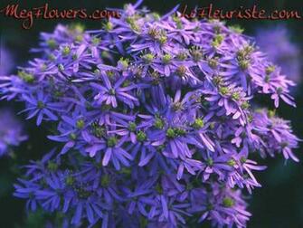 Megflowers Wallpaper Small Jpg