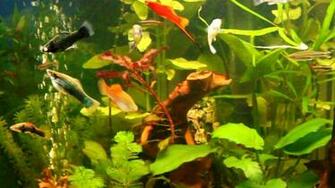 Description Fish Tank Live Wallpaper Aquarium For