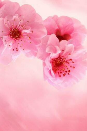 Pink Flowers Wallpaper Apple For iPhone Ipod iPad