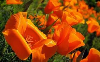 California Poppy Wallpaper Flower