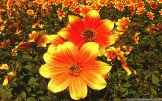 Fall Flowers Wallpaper