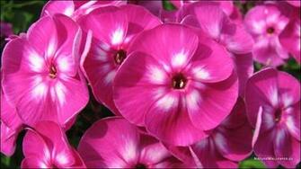 Wallpaper Phlox Background