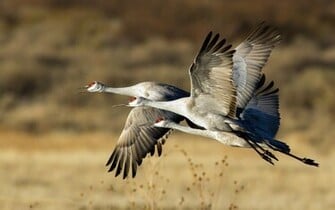 Crane Flamingos South Africa Swamp Animal Planet Wallpaper Wild