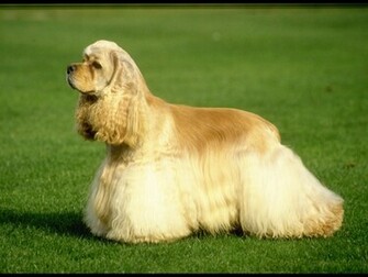 Cocker Spaniel Wallpaper