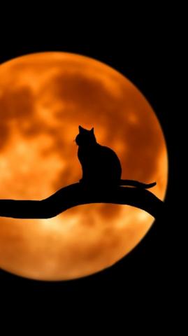 Black Cat And Moon Dark Amoled Huawei P40 Wallpaper