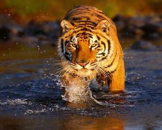 Cute Baby Tiger Wallpaper Wallszone L Mm Board