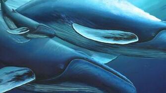Wyland Wallpaper At Wallpaperbro
