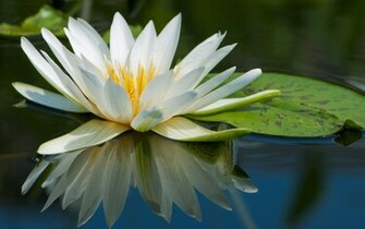 Water Nature Flowers Macro Lily Pads Lilies Wallpaper Background