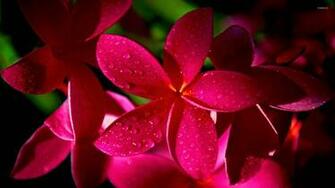 Pink Plumeria Wallpaper Plumerias