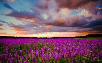 Purple Flowers Everywhere Wallpaper Id