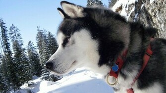Htc First Husky Wallpaper New Phone