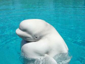 Beluga Whale Mobile HD Wallpaper Amazing Wallpaperz