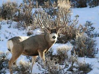 Monster Mule Deer Bachelor Pads And Animal