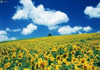 Sonnenblumenfeld