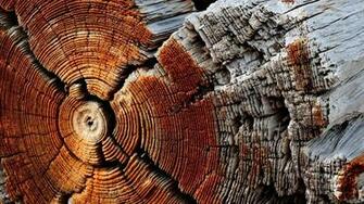 Wallpaper Dry Wood Texture HD