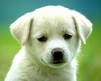 Very Cute Puppies Wallpaper Pictures