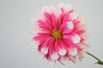 Flower Pictures HD Image
