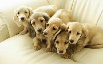 Pets Puppies Type Wallpaper For N Widescreen