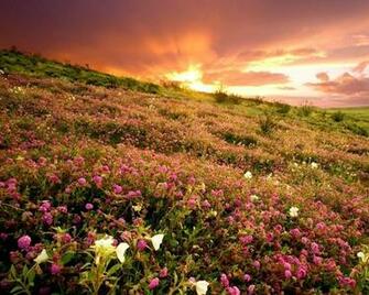 Fields Flowers Hills Sunlight Wildflowers Wallpaper
