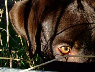 Chocolate Lab Photos Desktop Background Wallpaper