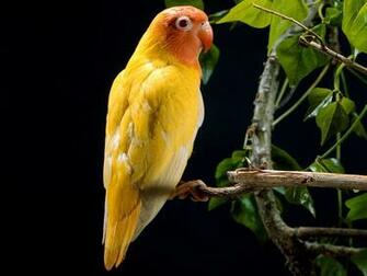 Wallpaper Background Birds Desktop