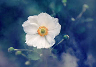 Top Anemone Flower Wallpaper Full HD 4k To Use