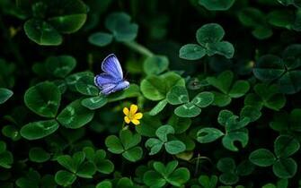 Blue Butterfly 4k Ultra HD Wallpaper Background Image