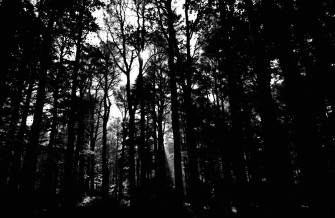 Black And White Nature Wallpaper