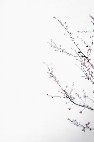 Bright White Pictures Image