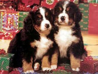 Jnuh48anequ S1600 Best Friends Csg024 Wallpaperbase Jpg