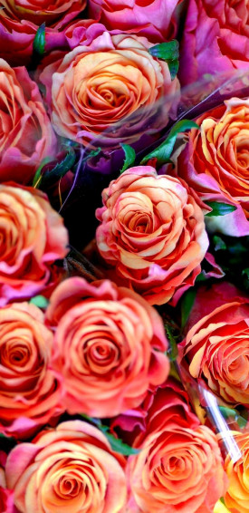 Nicolemaree77 On Roses Wallpaper